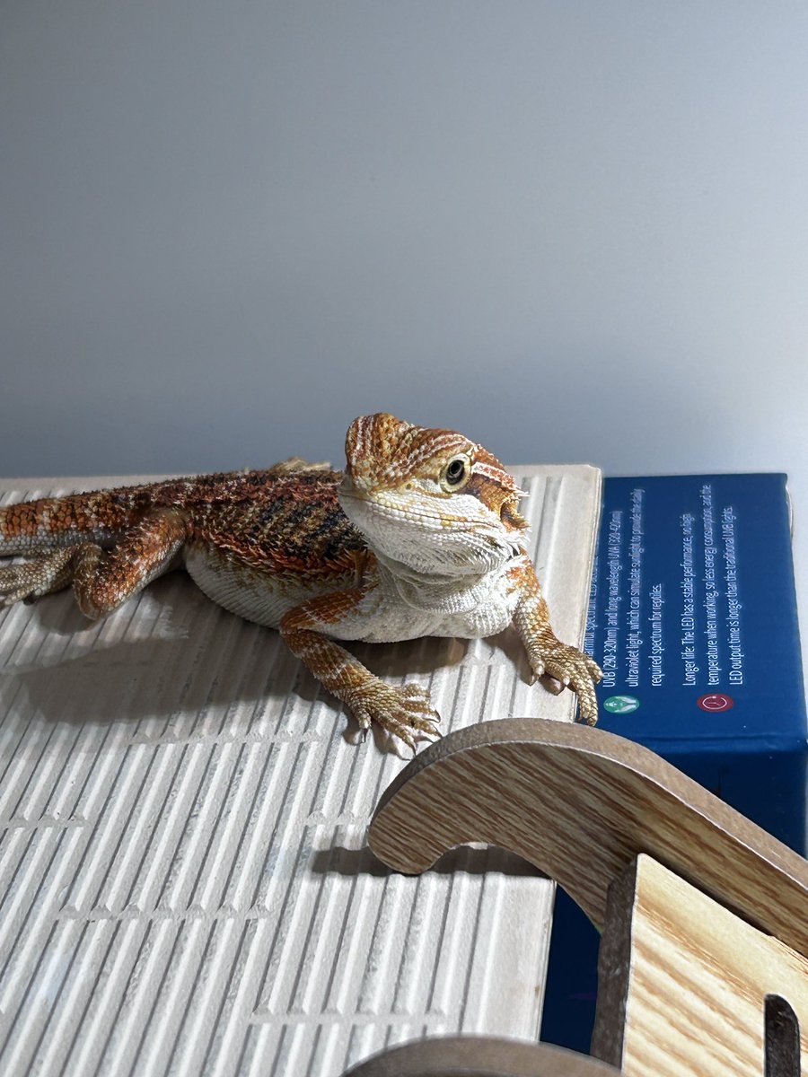 在寒流當天收服了沙羅曼達🦎