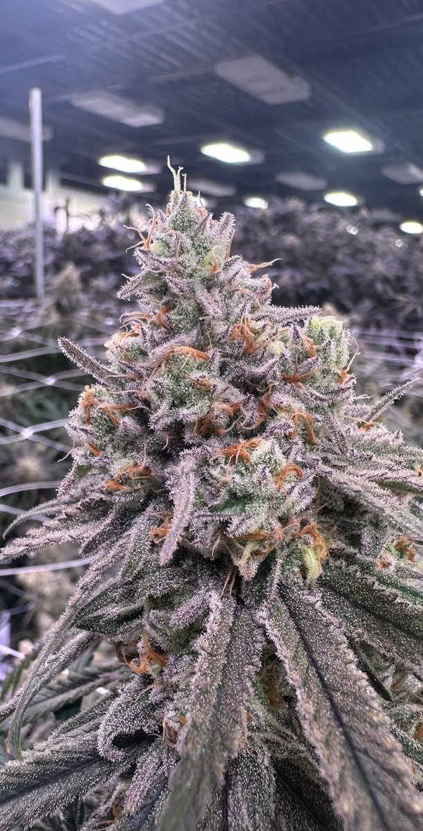 House Of Dankness tweet media