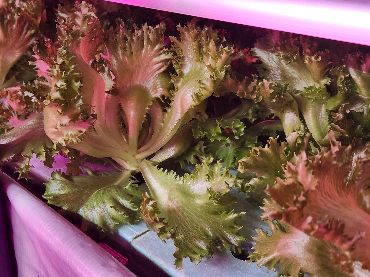 Spudshacks's tweet image. Happy Holidays and Merry Christmas !!!