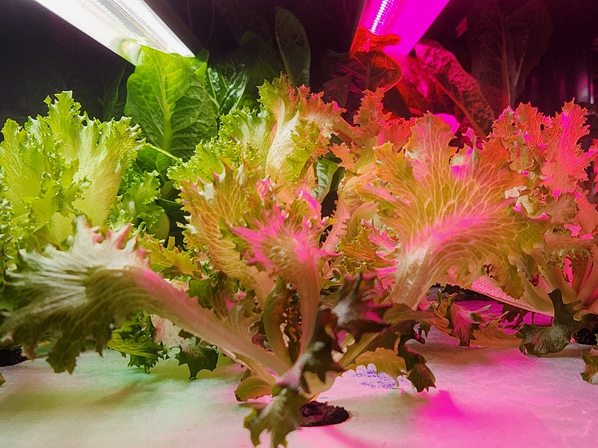 Spudshacks's tweet image. Happy Holidays and Merry Christmas !!!