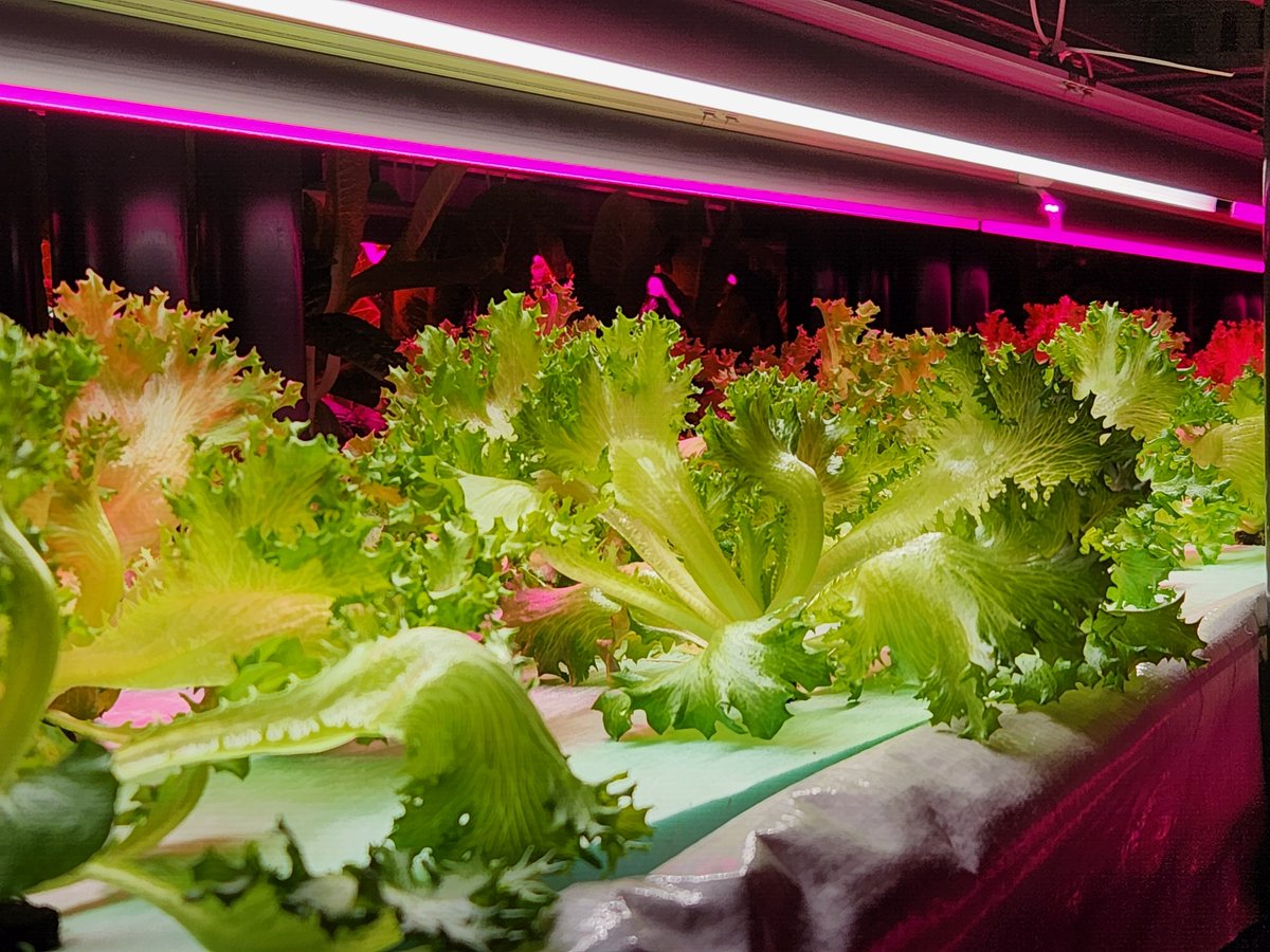 Spudshacks's tweet image. Happy Holidays and Merry Christmas !!!