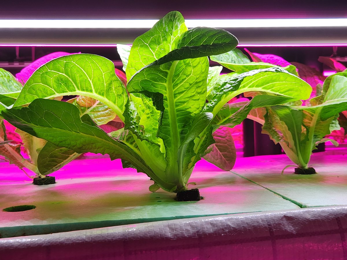 Spudshacks's tweet image. Happy Holidays and Merry Christmas !!!