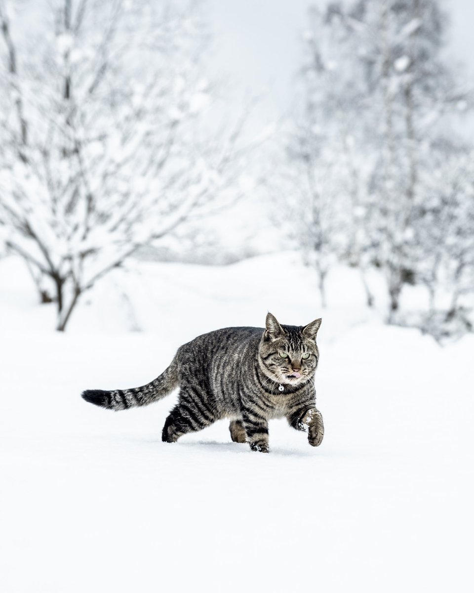 The cold never bothered me anyway. '少しも寒くないわ' #cat #猫 #ねこ #悪い顔 #鶴ヶ坂ヤマネコ