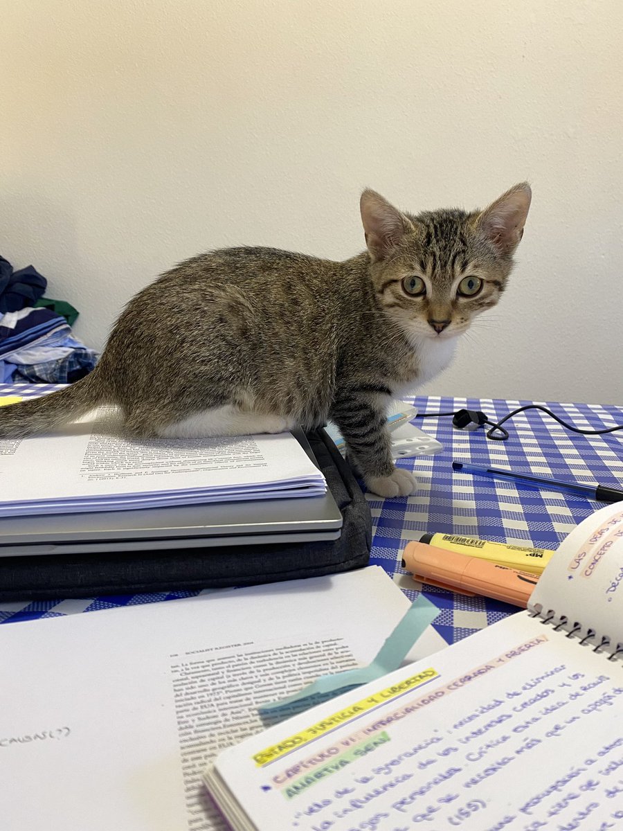 perdona profe no pude estudiar en navidad tengo una gata q me chantajea emocionalmente para jugar con ella espero q lo entienda