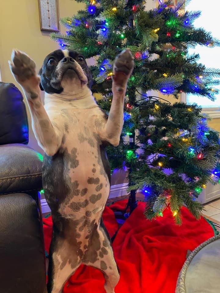 Merry Christmas ⛄️⛄️⛄️