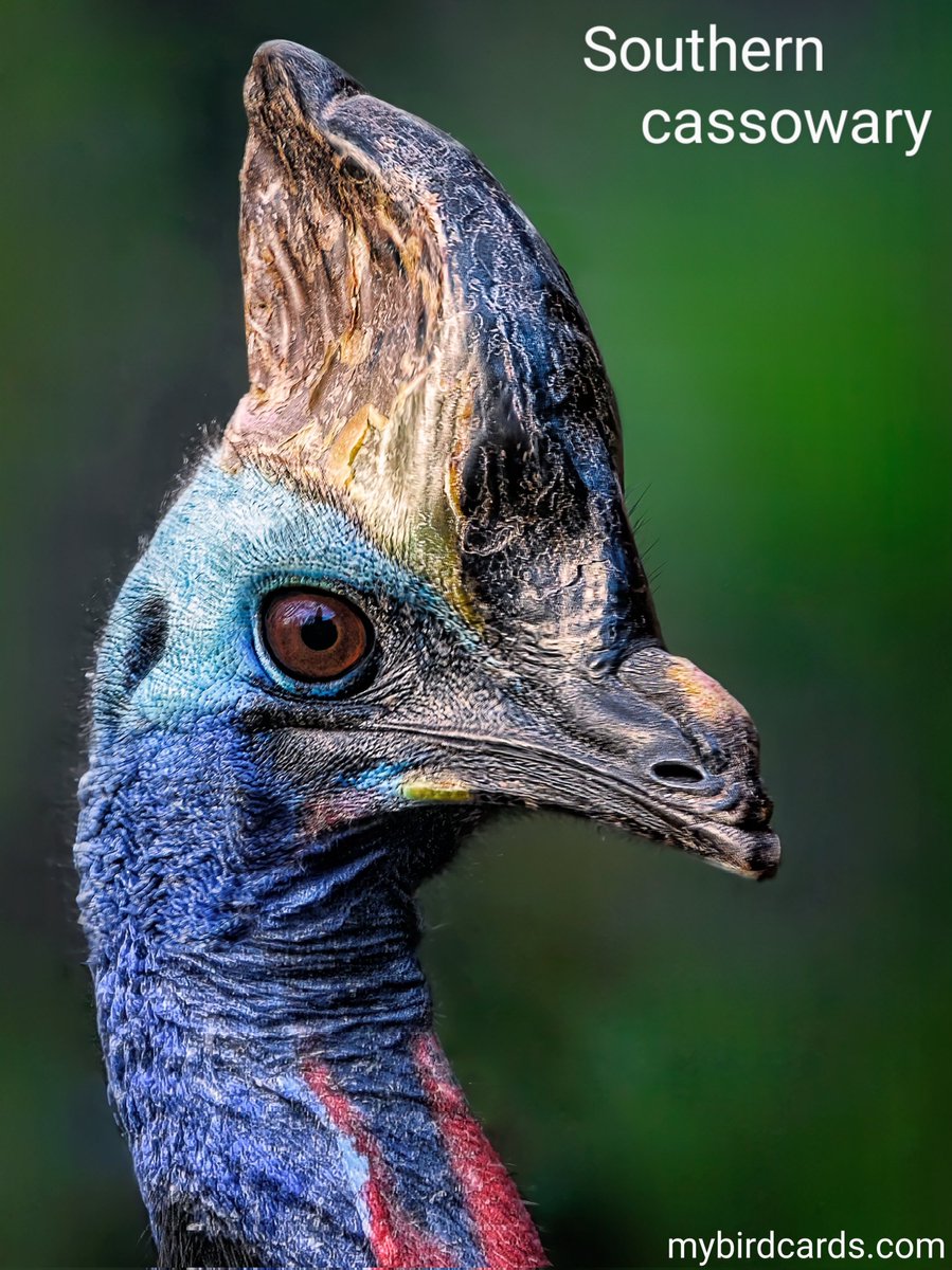 Southern cassowary 🌏 #Australasianbirds #Indonesianbirds #NewGuineanbirds #Australianbirds | #mybirdcards #birdcards #birds🦜