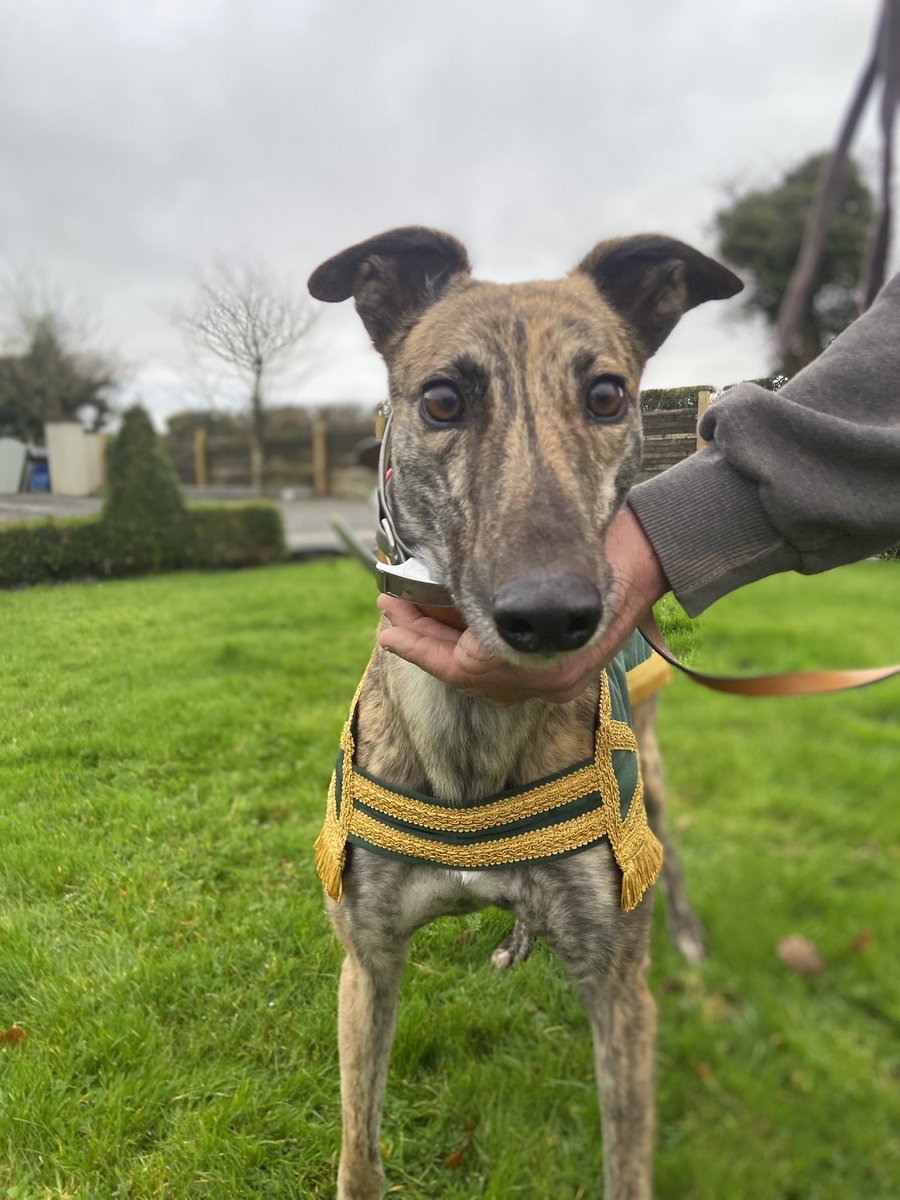 Road Exile fresh this morning after claiming The Kingdom Derby 🏆 Some super moments he’s given us this year and a great way to wrap up the season! Thank you to <a href="/KingdomDogTrack/">Kingdom Dog Track</a> and <a href="/betbrowne2015/">betbrowne.com</a> for the brilliant sponsorship 👏😁