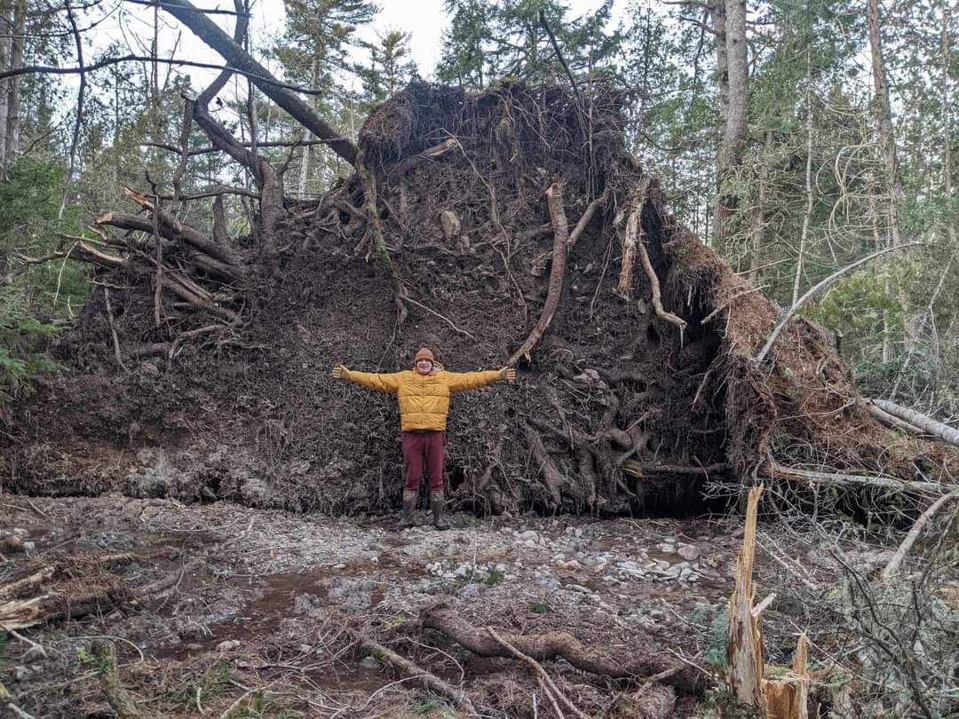 One of the trees that came down in the wind last Monday behind our house.  Tall teenager for scale. #nbstorm