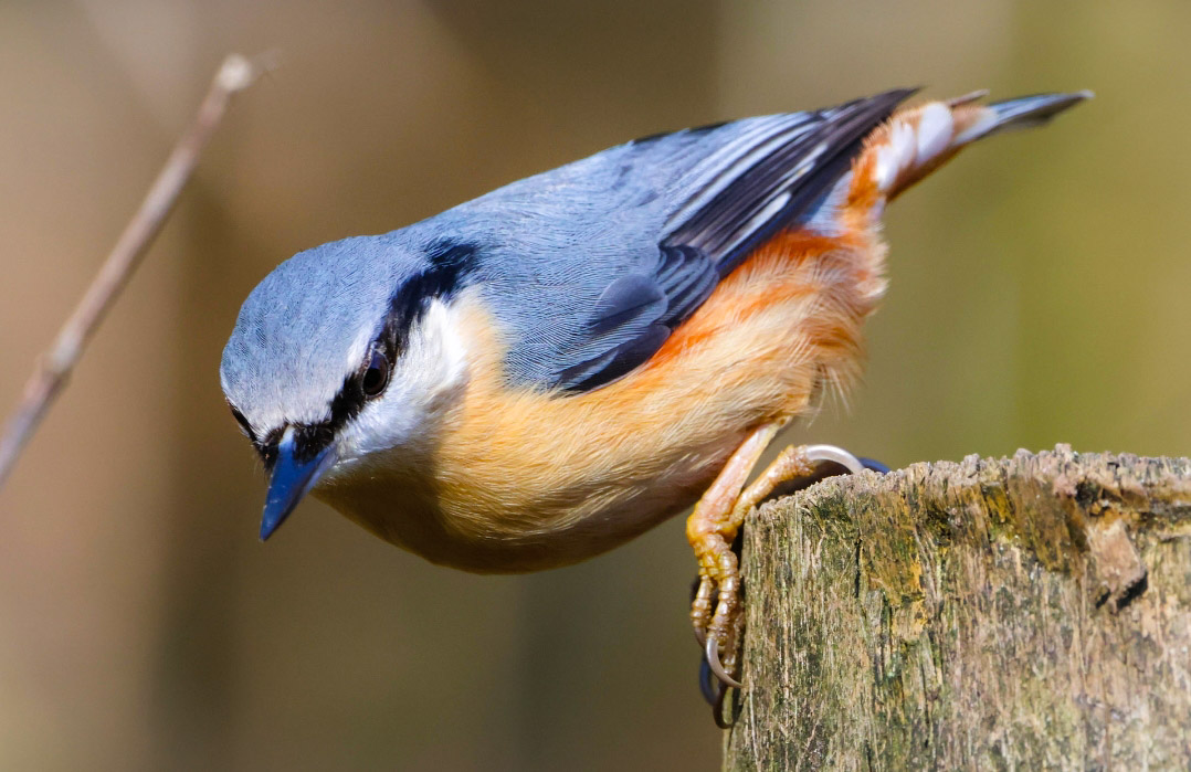 The beautiful nuthatch.