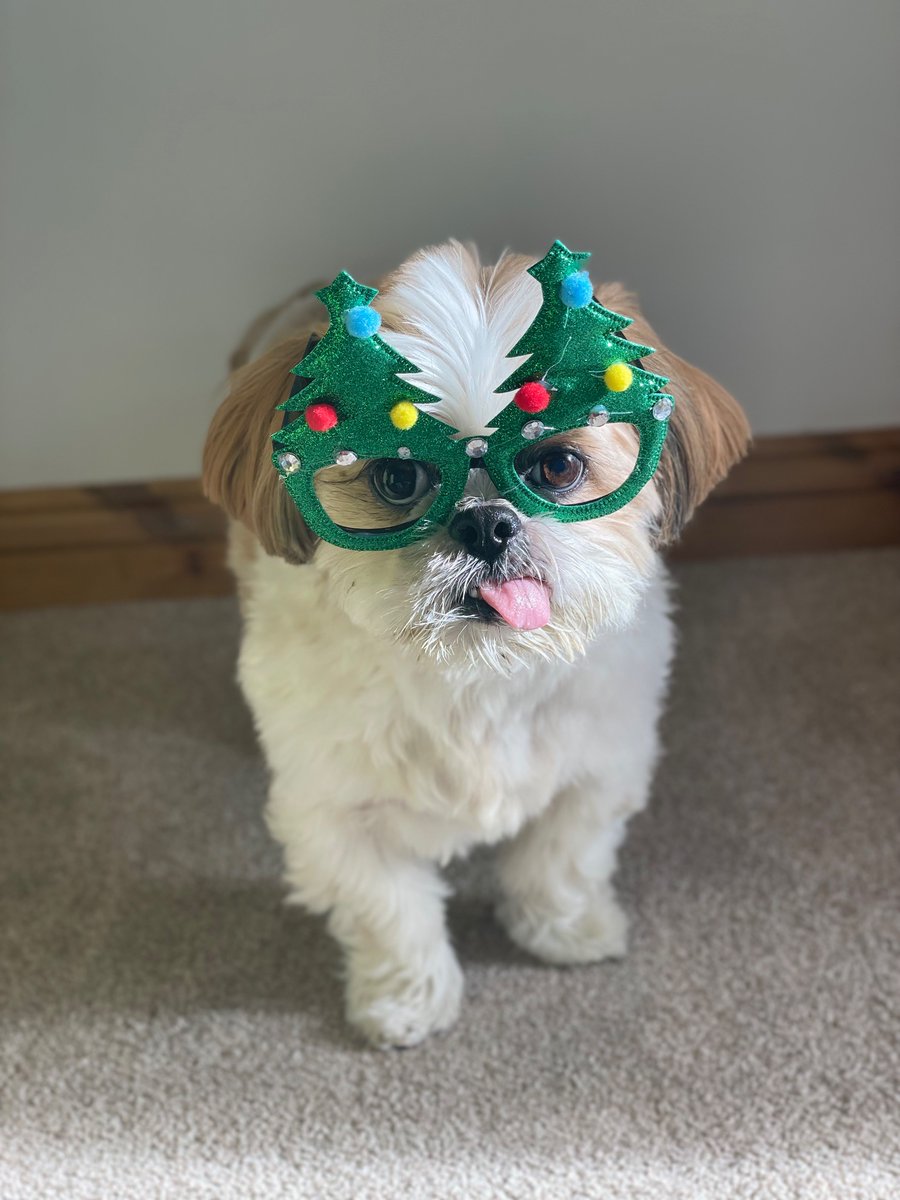 cuddlycooper's tweet photo. Bah humbug! Another year of being forced to wear silly Christmas accessories 🙄 Merry Christmas, everyone. https://t.co/pP3RWFfksh