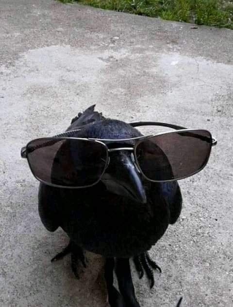 Everyone needs a crow wearing sunglasses 👓 🐦‍⬛ on their timeline 🥰🤭 and sharing is caring..so I'm sharing..cus I'm caring hehe 🤘🏼🖤🖤🖤🖤🖤