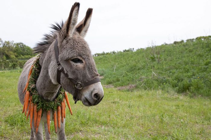 JohnOkwe52's tweet photo. Dear hustlers,
Be honest to yourself, between a donkey and President Ruto,"who" can you choose when given a chance?

Likes for Donkey
Repost for Ruto

Uongo ya Mlevi,Ruiru, Quickmart,#UhuruTheLiar https://t.co/wh6zK47UzY