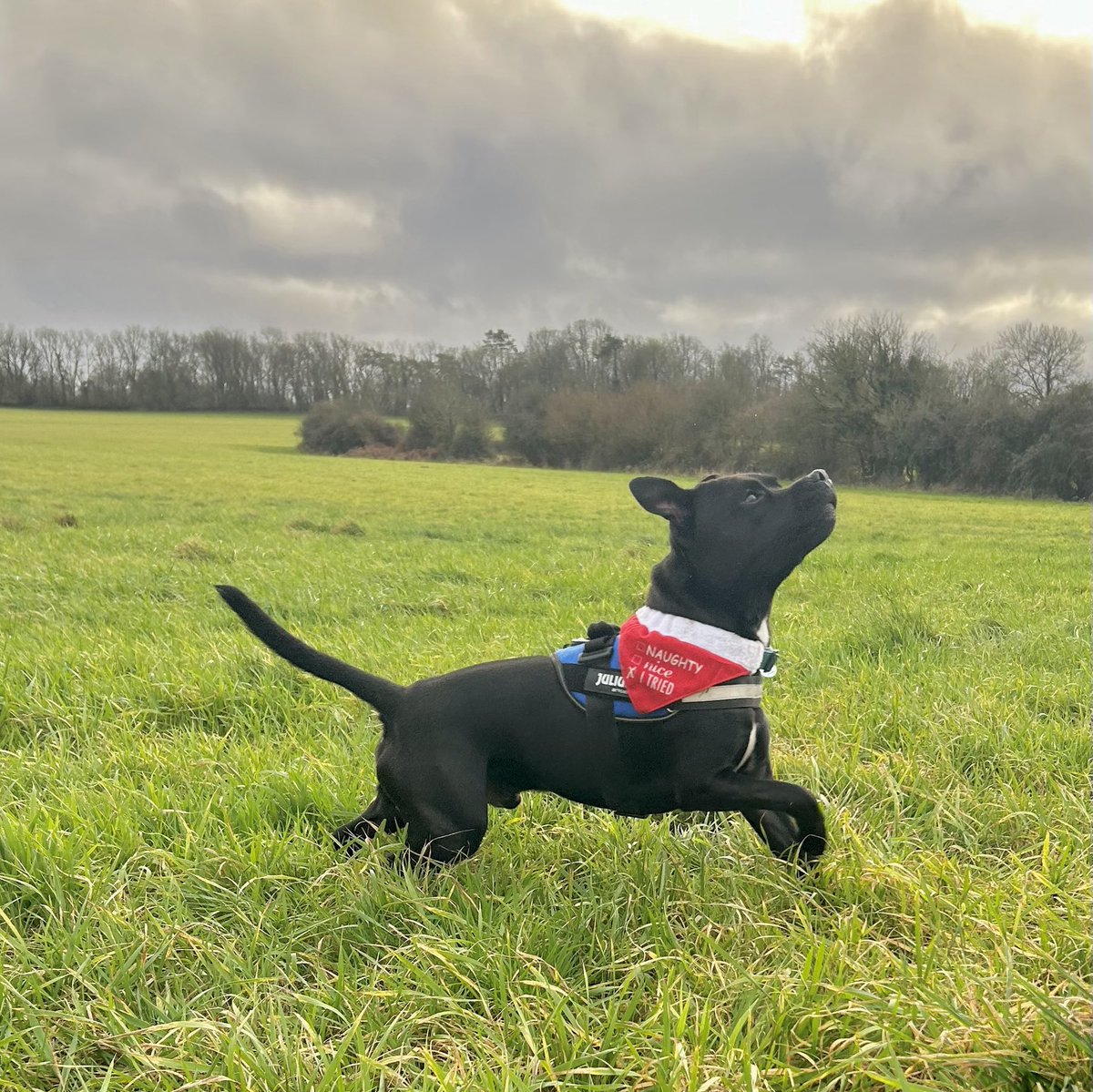 JulesAllenxx's tweet image. I’ve been nice all this year #santapaws #presentsplease #frank