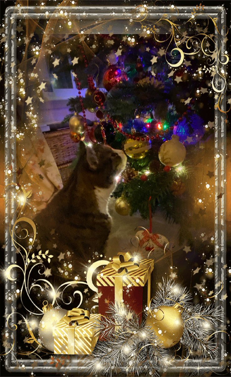 WhitstableCat's tweet image. Wishing everyone the Best Christmas from Emmy, Minnie &amp;amp; me