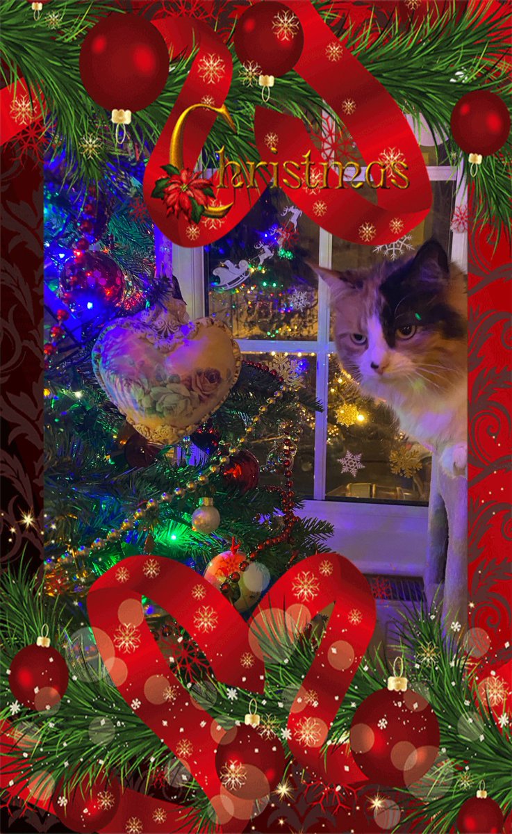 WhitstableCat's tweet image. Wishing everyone the Best Christmas from Emmy, Minnie &amp;amp; me