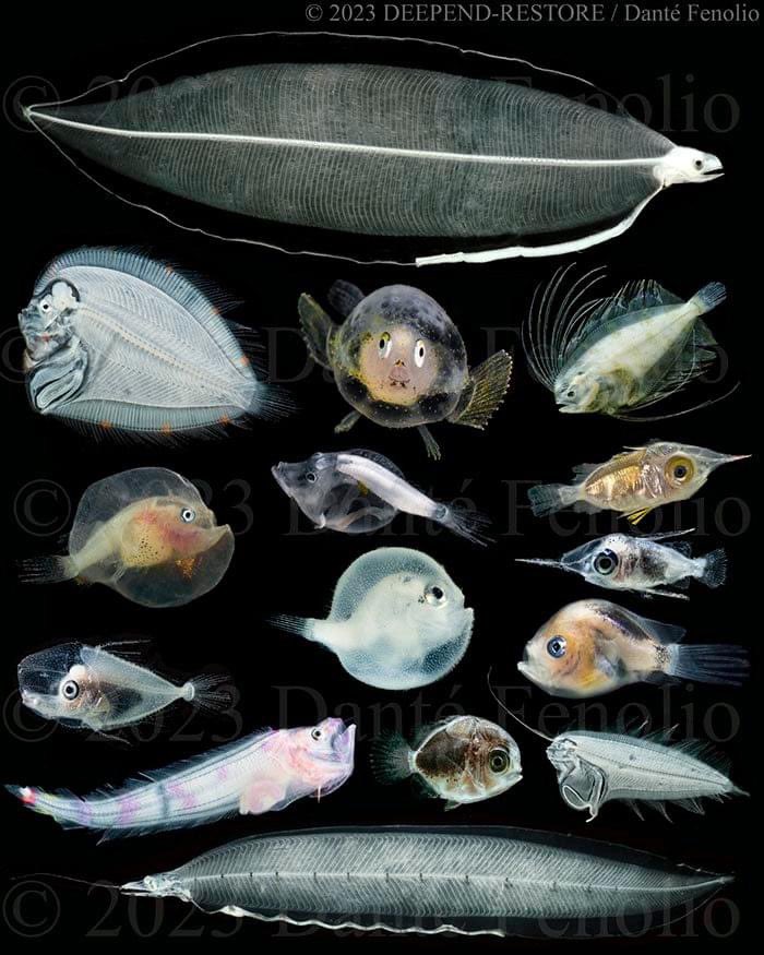 I am thankful for larval fishes.
