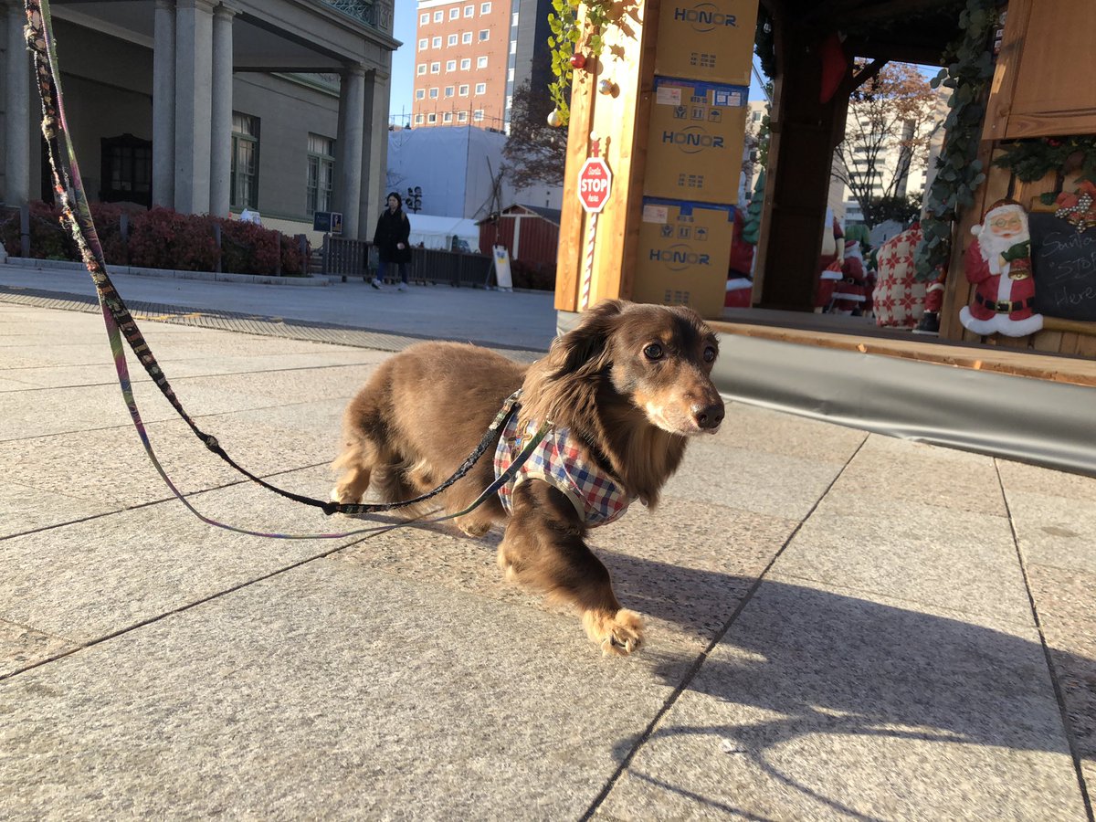 wanpark_189's tweet photo. お散歩✨
また遊ぼ〜ね💕

ワンパーク西中洲店は24時間営業、年中無休、24時間送迎対応のお店となっております！ https://t.co/XvHEj44b53