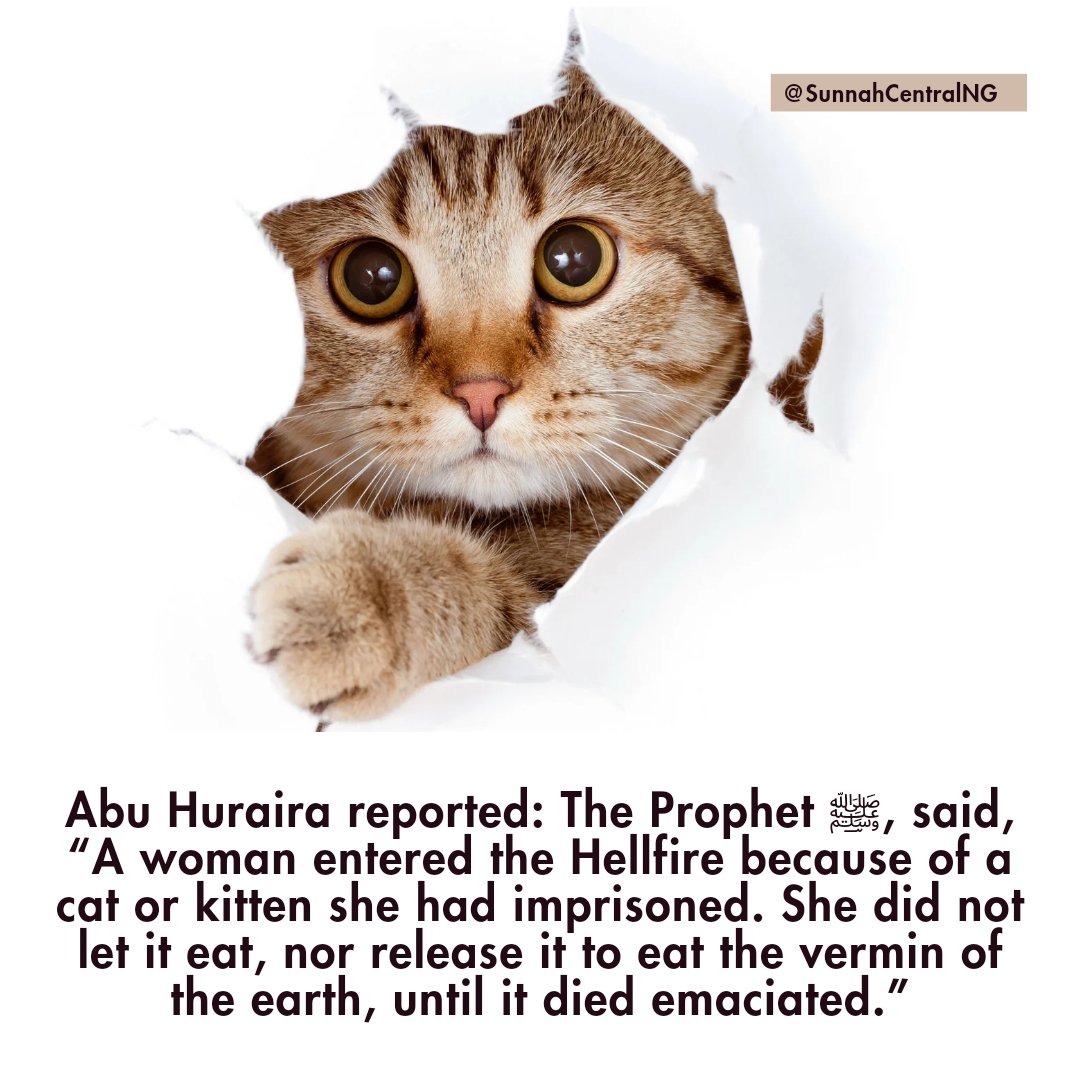 SunnahCentralNG's tweet photo. Show kindness to Allah creation. https://t.co/13YAnGYL63