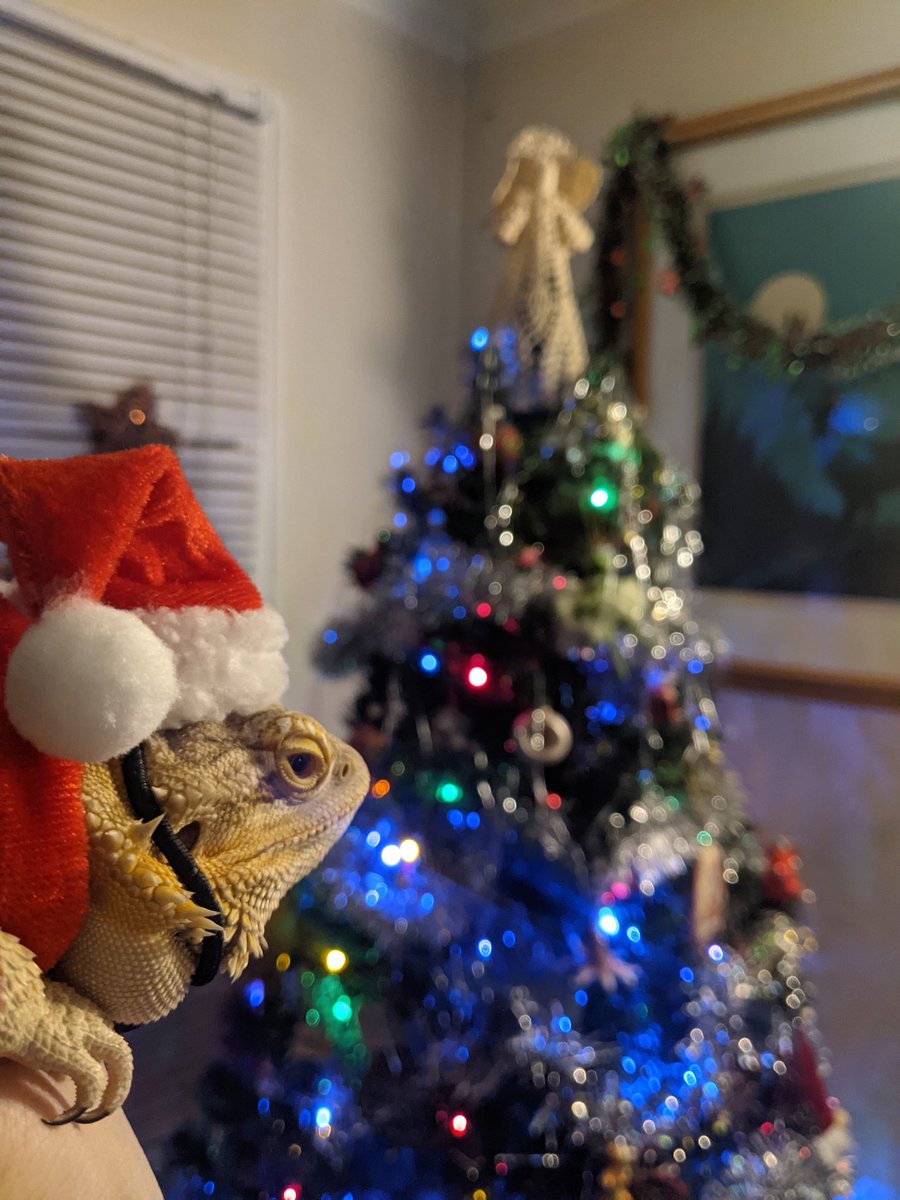 IestynTHarris's tweet photo. A very merry, happy Saxophone Solo Saturday to all who celebrate! #SaxSaturday https://t.co/OJVCw8CXgM