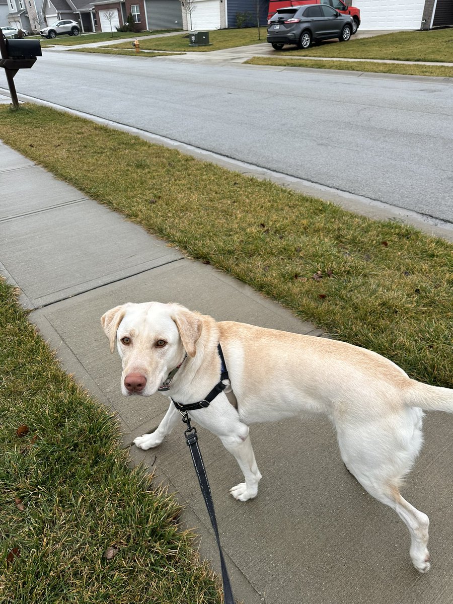 TheAndrewCain's tweet photo. @talkSPORTLive On a walk with Salvador the Labrador in cold, rainy Indianapolis. Come On You Spurs! https://t.co/0SzQGrbzxx