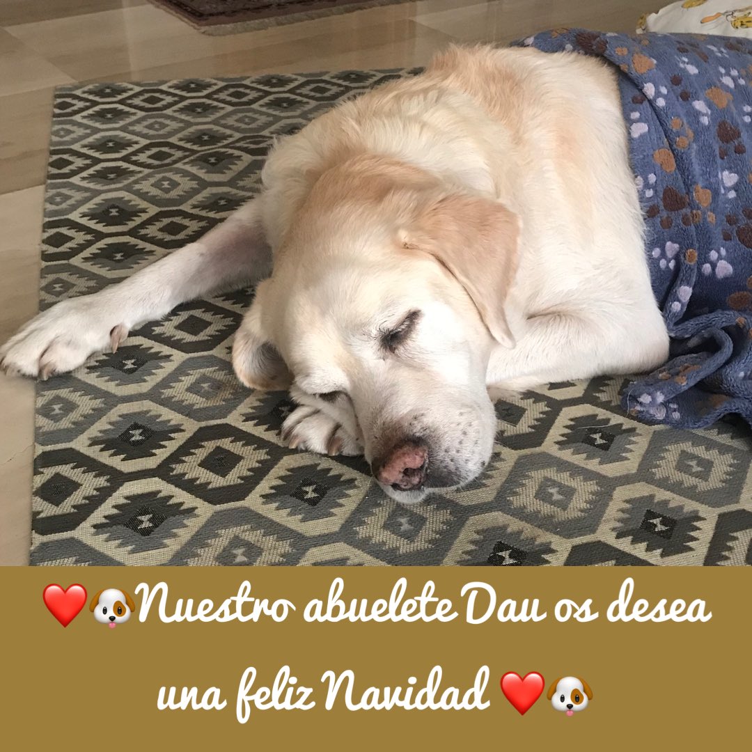 <a href="/Patgompic/">Patricia Gómez Picard</a> <a href="/DadaCero/">TaniaCerO/💙/#LaOtraVida091 se ha ido a bluesky 🦋</a> <a href="/anamarsu/">Ana S Guerra / ❤️</a> <a href="/MargaFronteraB/">Marga Frontera</a> <a href="/manyez/">Miguel Ángel Máñez</a> <a href="/EnfermeroEnred/">Pedro Soriano</a> <a href="/bflasquetty/">Blanca Fdz-Lasquetty</a> <a href="/Alberto_Magro/">Alberto Magro</a> #Mascotastyle #Ellosjamásteabandonarán 
#FelicesFiestas #FelizNavidad #Feliz2024