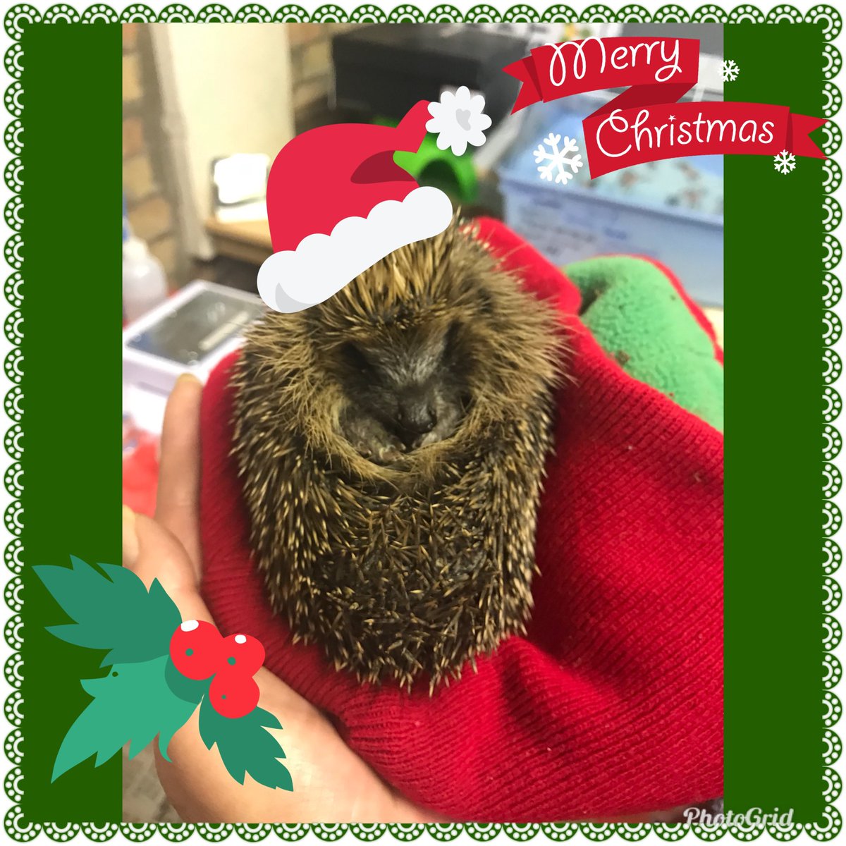 Wishing all our supporters a Very Merry Christmas 🎄 #hedgehogs #pricklypals