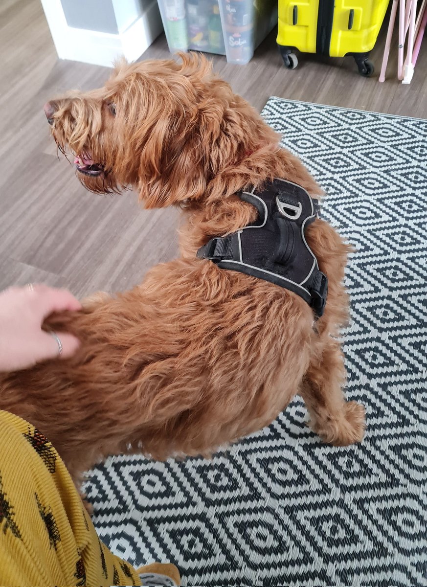 FollyTrans's tweet image. Met a new friend.