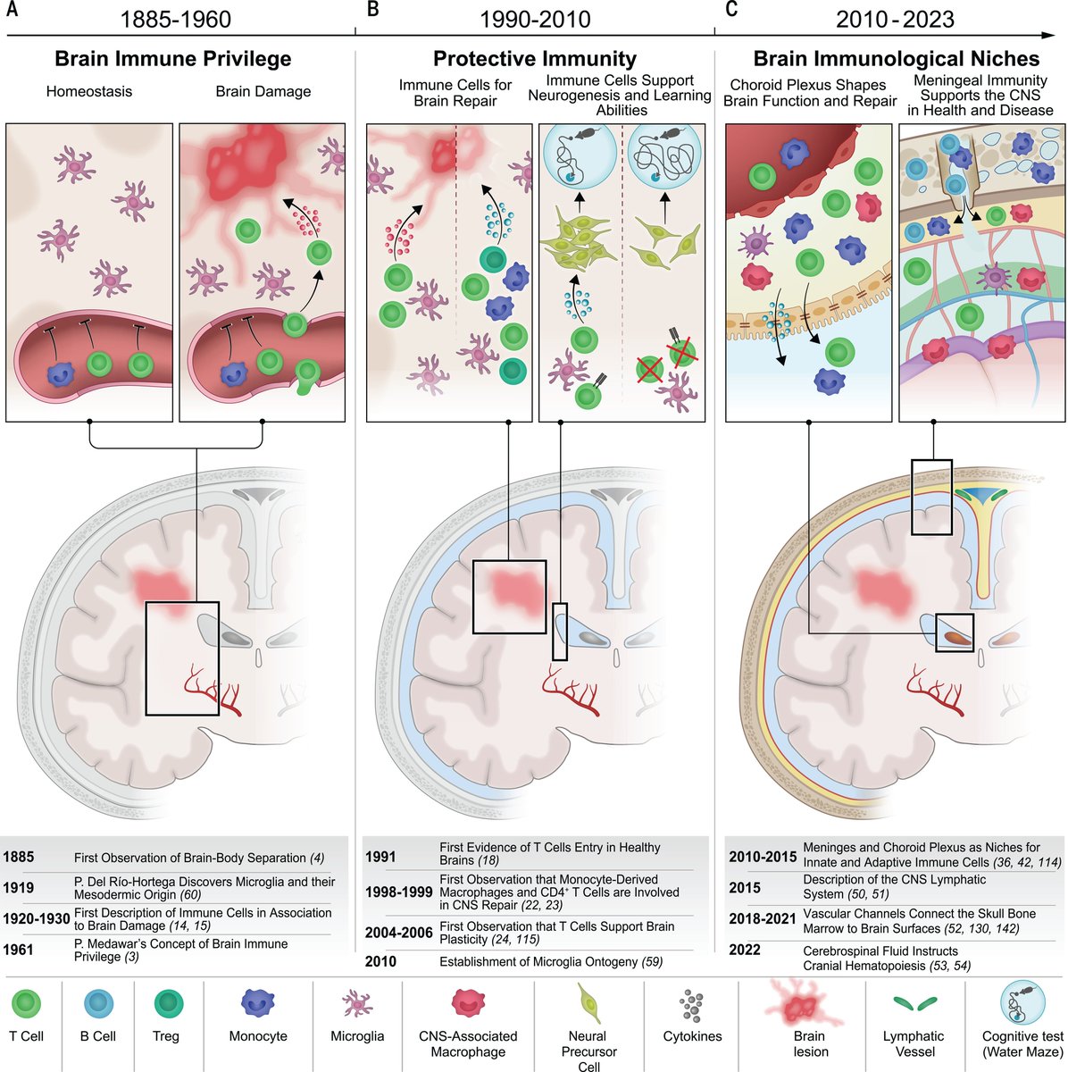 Science Magazine (@sciencemagazine) on Twitter photo Our understanding of how the brain and immune system interact has changed substantially over the past years and decades.
A #ScienceReview takes a look at recent discoveries that are transforming our understanding of brain immunity: scim.ag/5iU Our understanding of how the brain and immune system interact has changed substantially over the past years and decades.
A #ScienceReview takes a look at recent discoveries that are transforming our understanding of brain immunity: scim.ag/5iU
