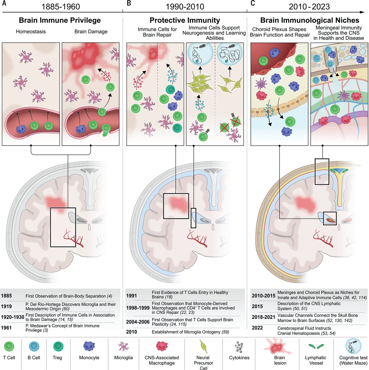 Our understanding of how the brain and immune system interact has changed substantially over the past years and decades. A #ScienceReview takes a look at recent discoveries that are transforming our understanding of brain immunity: scim.ag/5iU