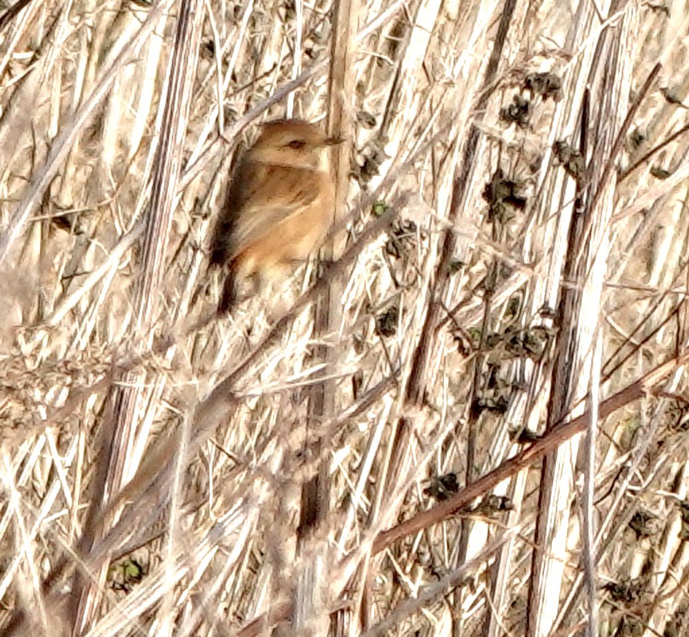 Nice Stonechat on our walk today <a href="/earth_trust/">Earth Trust</a> @cpre_oxfordshire #stonechat #chats #wintermigrants <a href="/chilternxplorer/">ExploringtheChilterns</a> <a href="/BensonNature/">Benson Area Nature Group</a> @chilternsbeauty @chilternsnature #oxfordshire #oxon #ewelme <a href="/CPRE/">CPRE The countryside charity</a> <a href="/BBOWT/">BBO Wildlife Trust</a> <a href="/TOE_oxon/">Trust for Oxfordshire's Environment</a> <a href="/ChilternsNT/">Chiltern Countryside</a> @ChilternsAONB