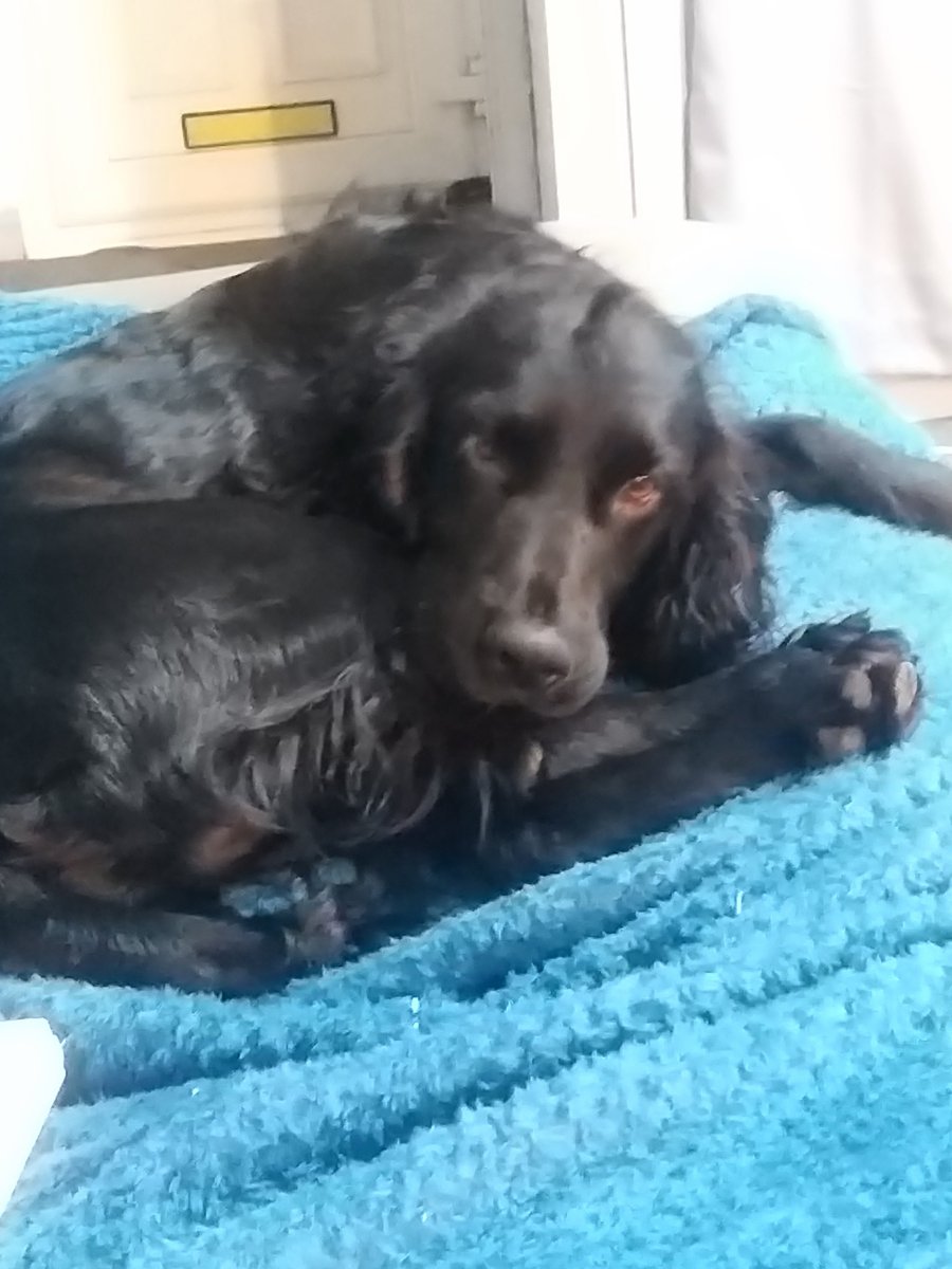 Hartley01Neil's tweet photo. Little cracker is bryn, @du https://t.co/jmLErcWokg
