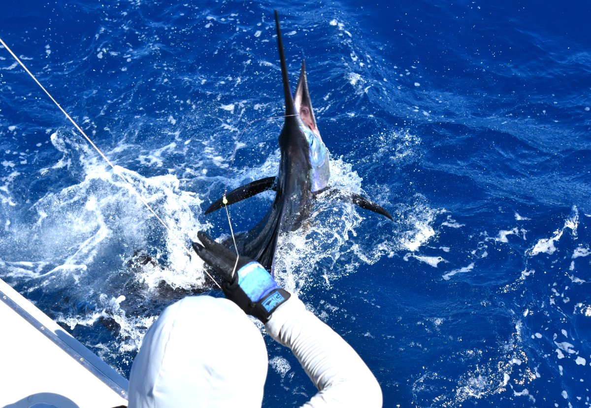 BushwackerCR's tweet photo. Another nice day of fishing on the Bushwacker with sailfish and dorado....in spite of the wind restricting us. #bushwackercr #PELAGICWORLDWIDE #pelagic https://t.co/emRDIxx5k4