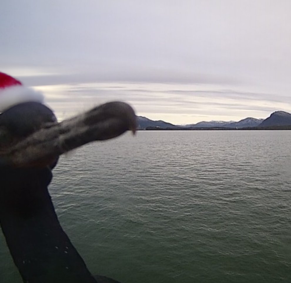 The Cormorant Elves of Prince Rupert wish you and yours a fishy Holiday Season