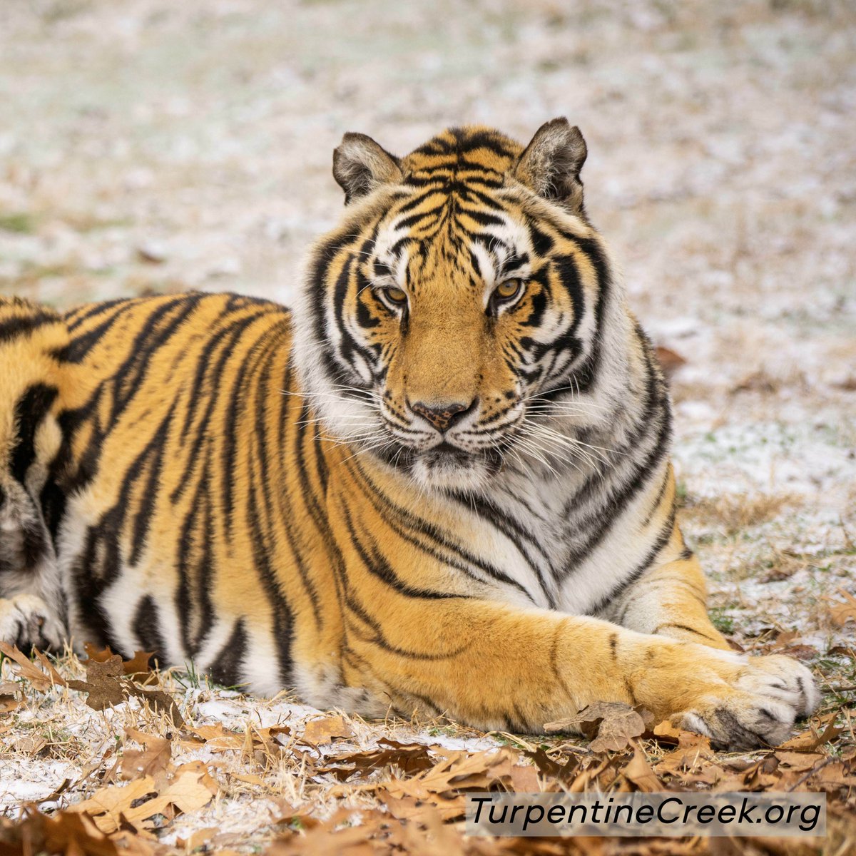 turpentinecreek's tweet image. GOOD AFTERNOON from a handsome tiger named, Chuff

#afternoon #goodafternoon #chuff #handsome #cuteboy #tiger #tigers #bigcats #TCWR #TurpentineCreek #RescueToRefuge #FundFreedom #Sanctuary #BigCat #Cats