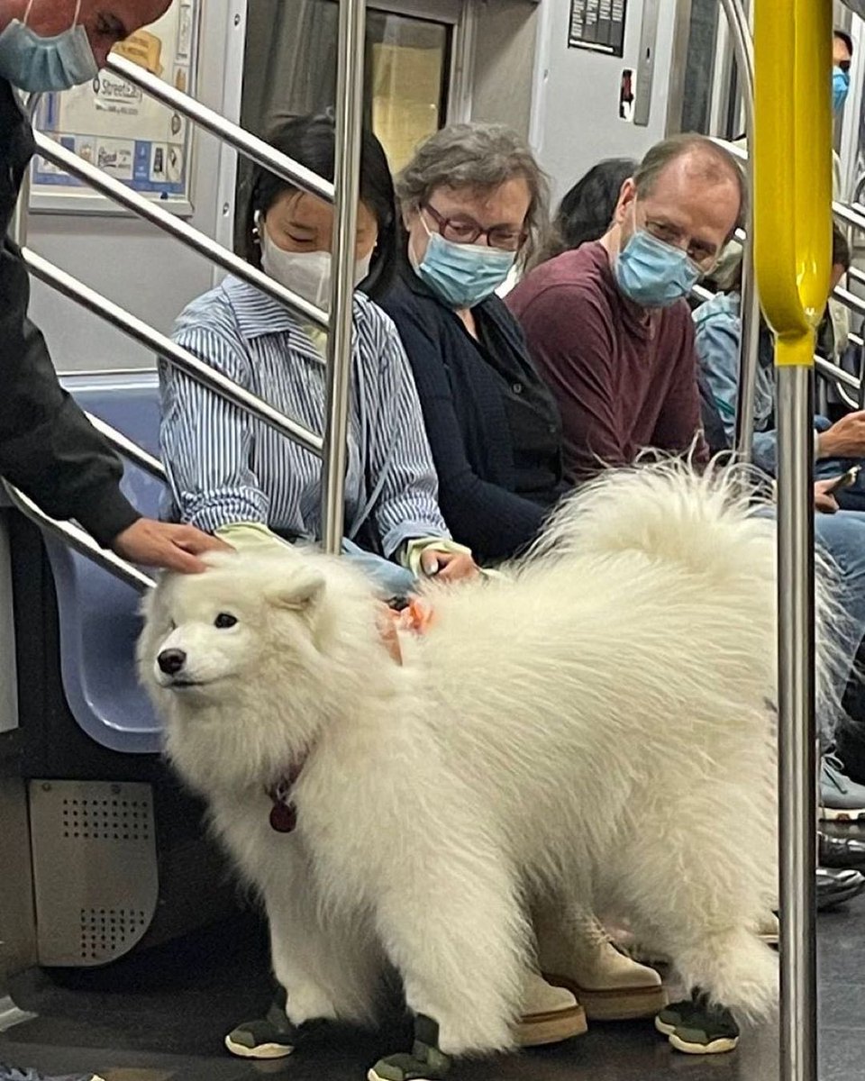 💖 (@twaniimals) on Twitter photo 