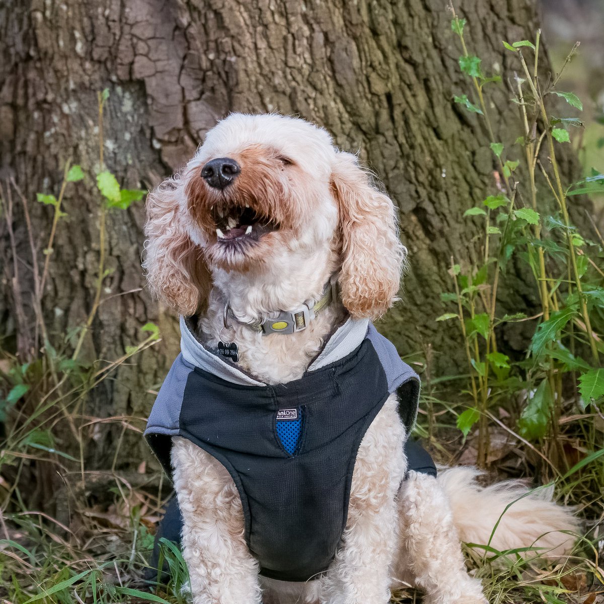 walthollick's tweet photo. "Tell me again how Santa got stuck in the chimney" 🤣🤣🤣

Merry Christmas everyone near and far.
#dogcelebration @dogcelebration #DogsofTwittter https://t.co/zBW6BGhPv8