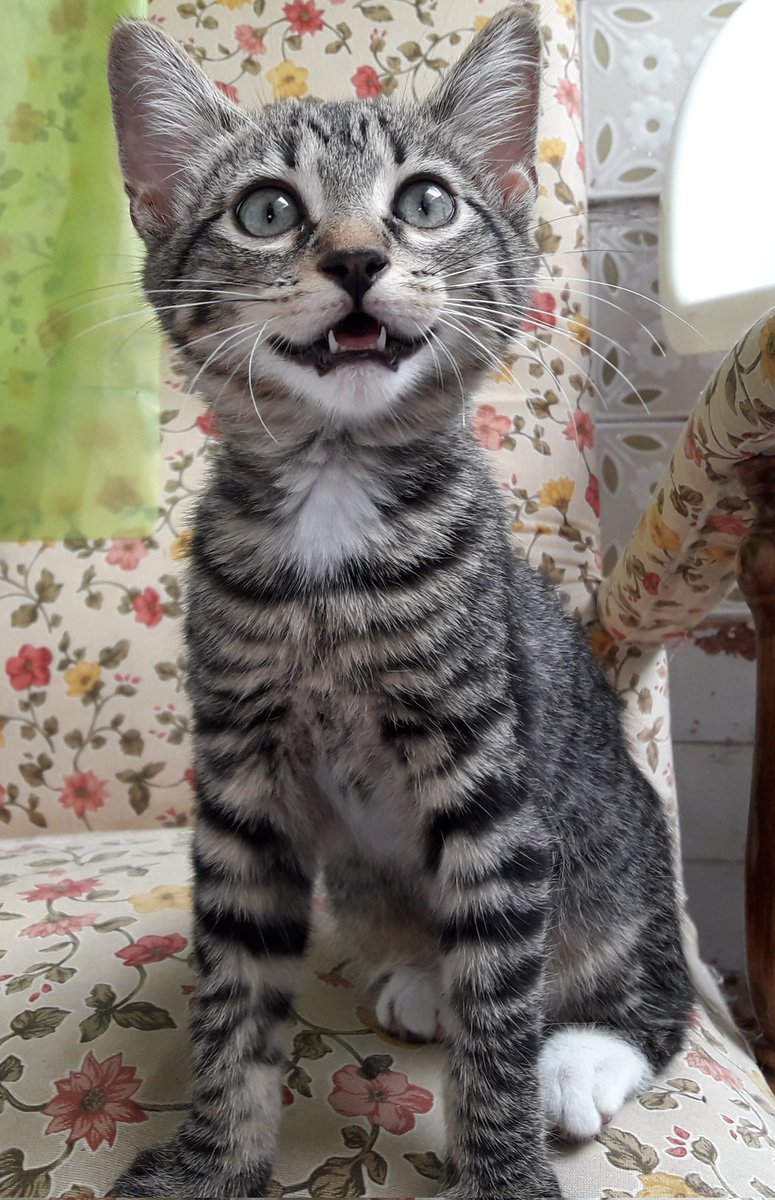 LunaGam3rx's tweet photo. Cita este tweet con la mejor foto de tu mascota.

(Era muy pequeño aquí, casi recién adoptado pero siempre será de sus mejores fotos con esa sonrisa de felicidad). https://t.co/UIOOPHXytD