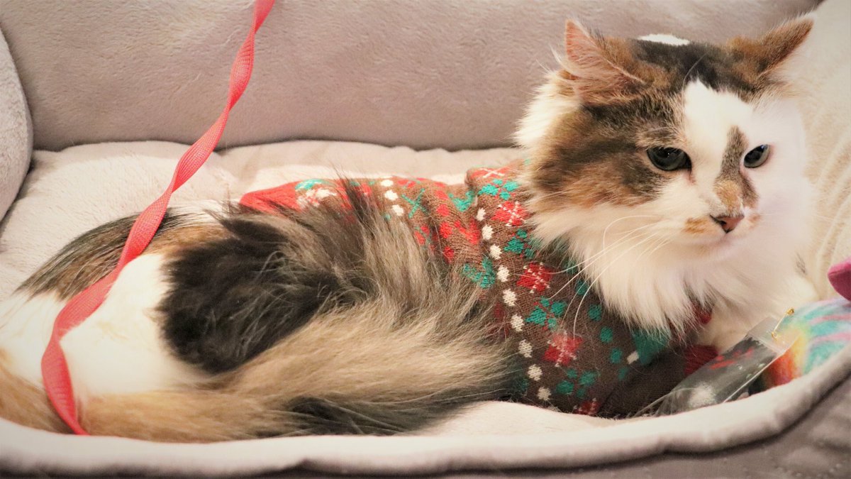 HalThoughts's tweet image. Some pictures of the twinsies from previous Christmases.