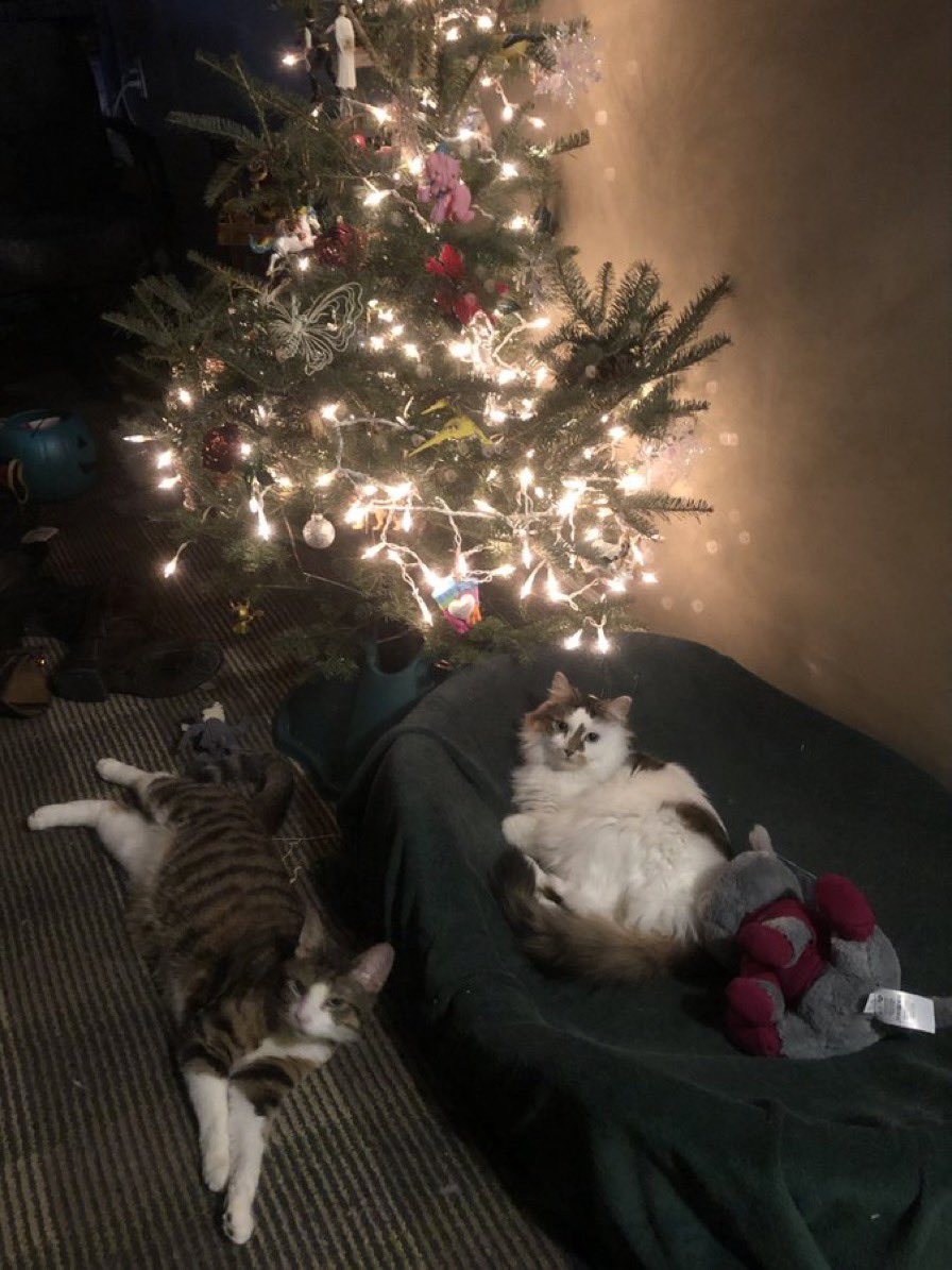 HalThoughts's tweet image. Some pictures of the twinsies from previous Christmases.