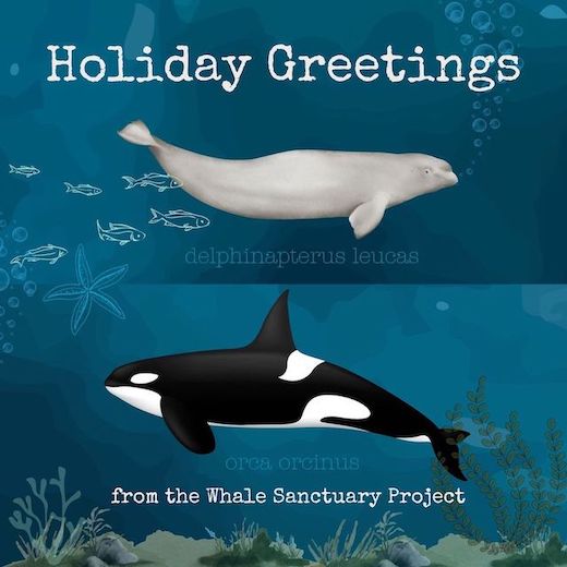 Whale Sanctuary Project (@Whale_Sanctuary) on Twitter photo 2023-12-23 16:43:14