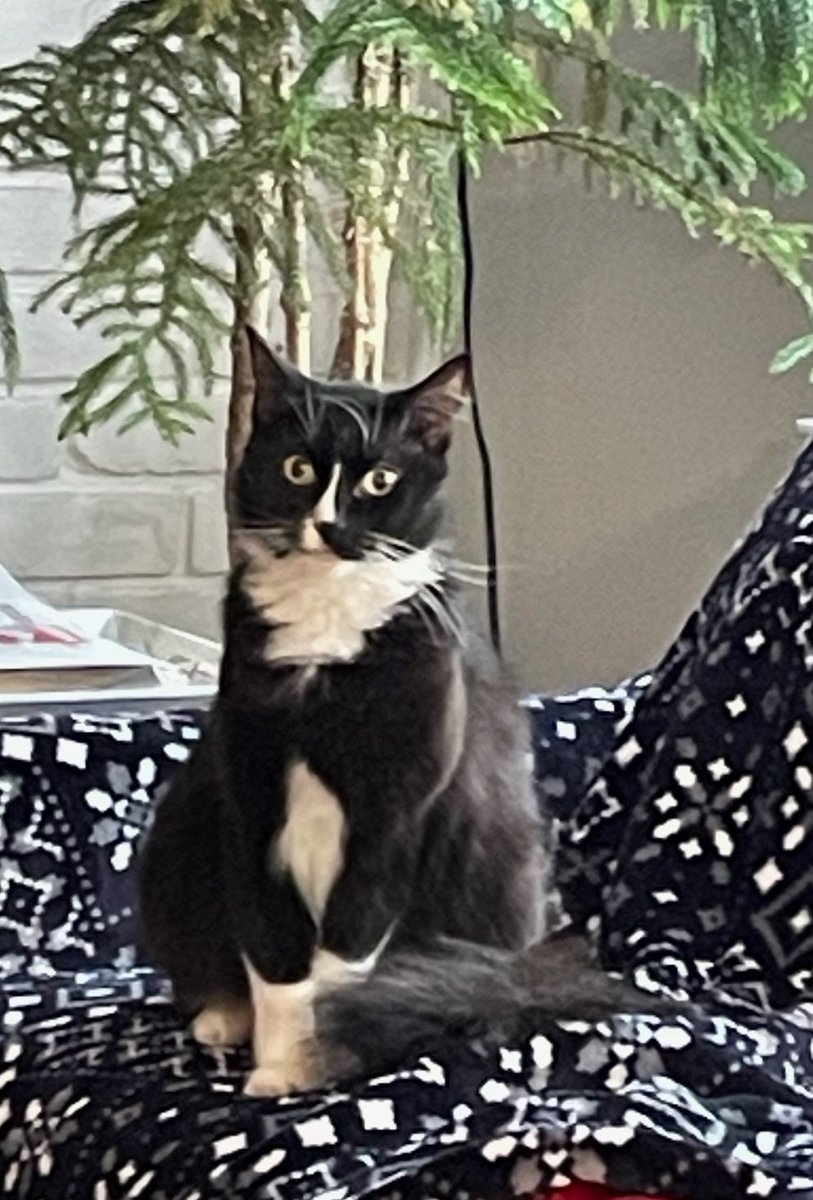 Kid Squiggy McGhee tweet media