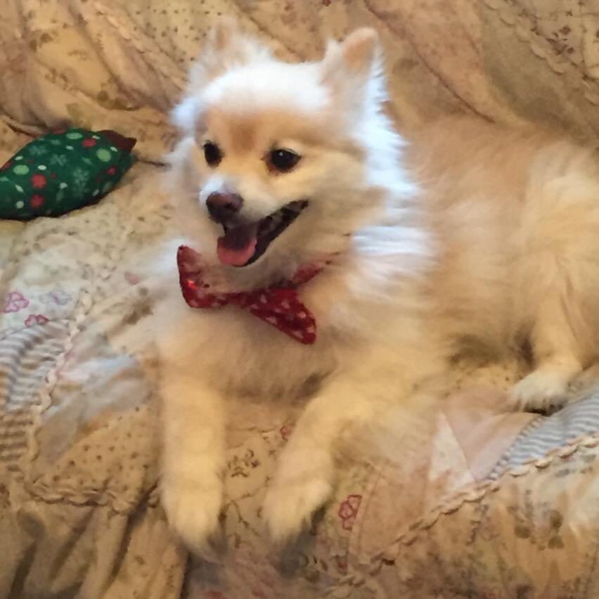 profilersteph's tweet image. Yesterday we said goodbye to my tough little guy Petey. He gave us 16 amazing years full of love and cuddles and he will be always be missed and remembered. Until we meet again ❤️🤍 #dog #puppylove #BFF #love #doggo #Old #missyou #heaven #rainbowbridge #goodboy