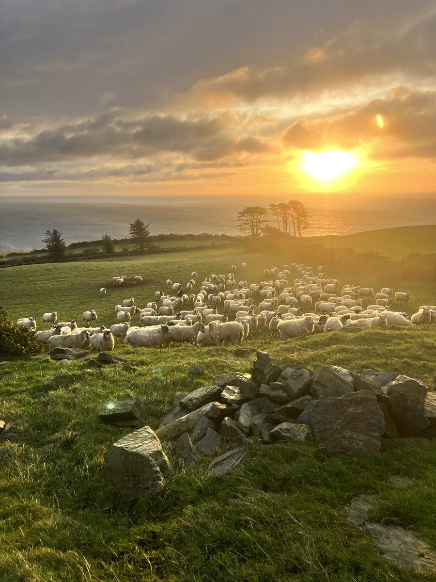ManxShepherdess's tweet photo. These ewes know where the shelter is; this little hollow below a rocky hilltop and behind a sod hedge gives great shelter from the westerly gale
#sunrise #isleofman #bringbackthelight https://t.co/AldaXVd4IU