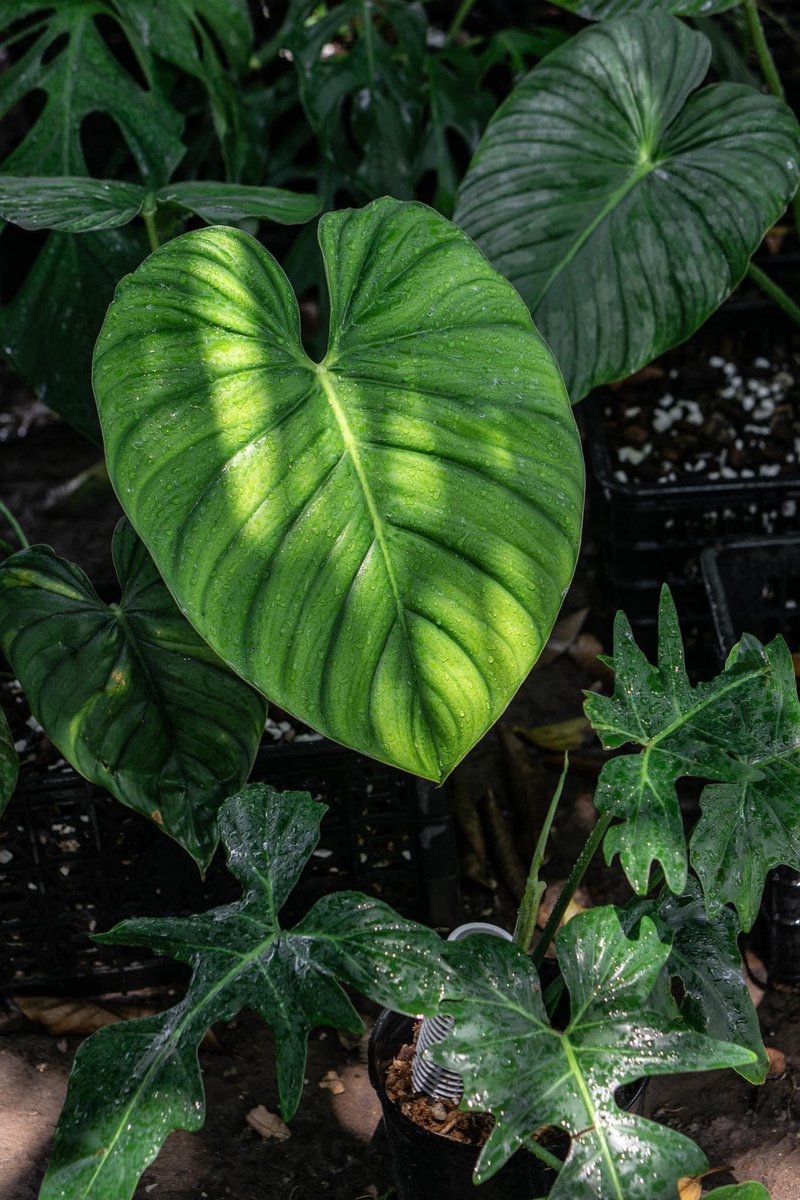 Philodendron SP Colombia

#philodendron #philodendronspcolombia #urbanjungle #indoorjungle #indoorplants #aroidsofinstagram #aroids
#rarehouseplants #centralfloridagardener #orlandoplants #winterpark #naturephotography #plantsmakepeoplehappy #plantcollection
#plantcommunity