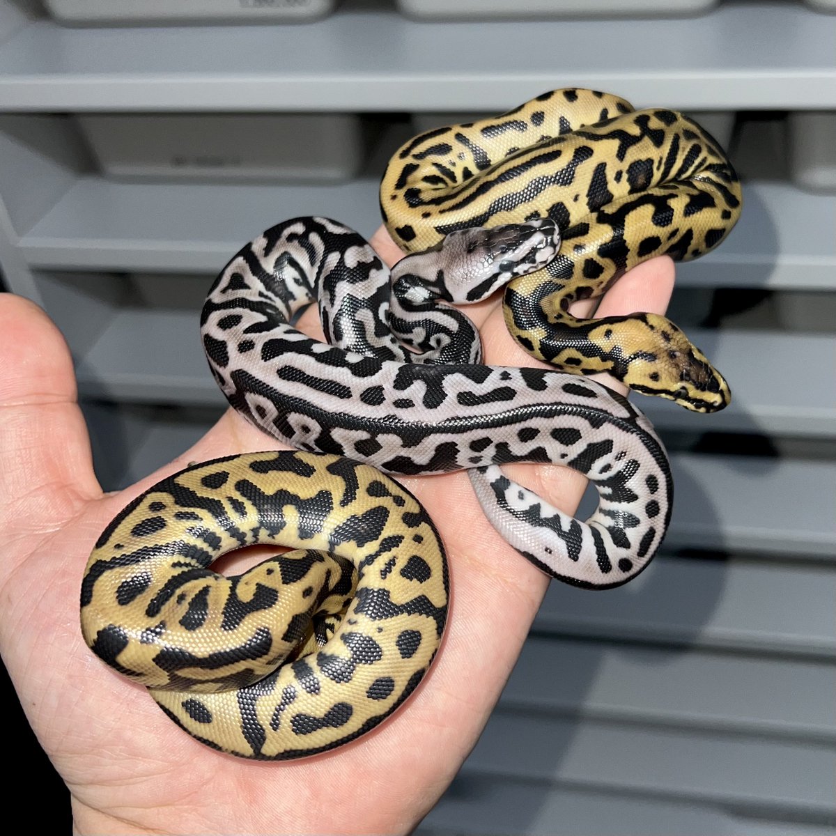 パピ様 Amazon.co.jp: バトルスピリッツ/神煌臨編 第3章：神々の運命/BS46-X01