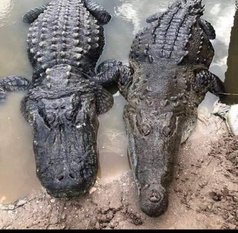 To those who don't know the difference between an alligator and a Crocodile. You see that one next to the crocodile thus the alligator