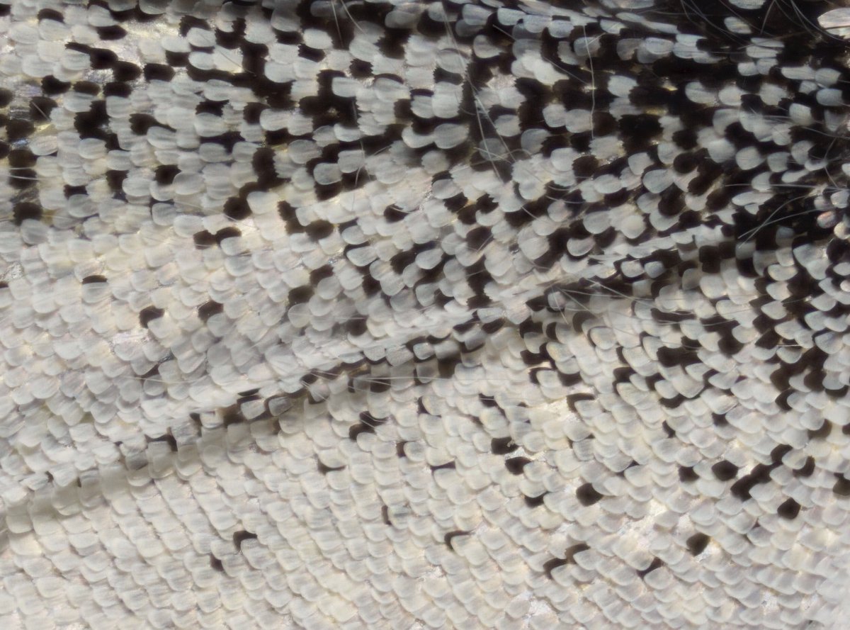 pi_r_cuadrado's tweet image. Ala de polilla + detalle 🦋
🔎4 aumentos 
📷#sonya6000
🔬AMScope 4X
15 fotos apiladas ZS