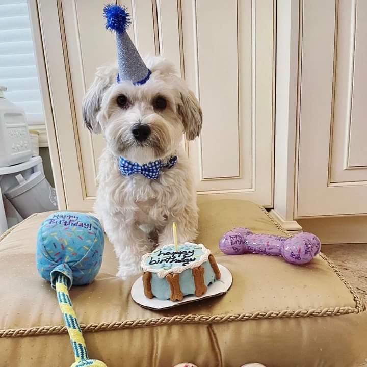 Celebrate!🎉
- Tater Tot
.Celebrate!🎉
- Tater Tot
.Happy Birthday
#happybirthday 
#cutestdog #bestdogname #pawspetboutique #dogcake
#happybirthday 
#cutestdog #bestdogname #pawspetboutique #dogcake