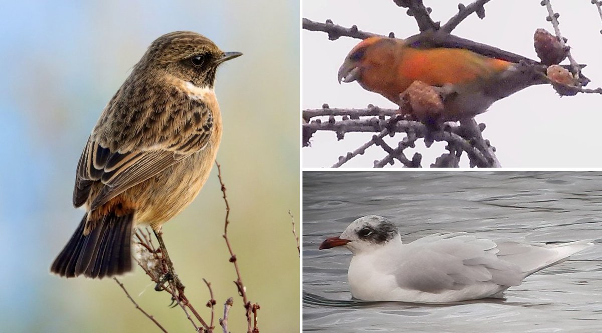 Mike Alibone tweet media