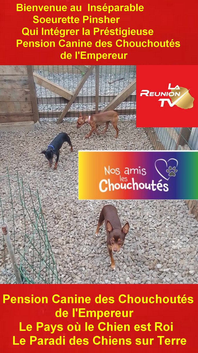 Pension Canine des Chouchoutés de l'Empereur Pension Canine / Féline des Chouchoutés de l'Empereur "Pension Canine Féline des Chouchoutés de l'Empereur, le Pays où le Chien est Roi, le Paradis des Chiens sur Terre, Chambre Individuel de 15 m2, avec cour de 8000 m2  0693 47 98 68